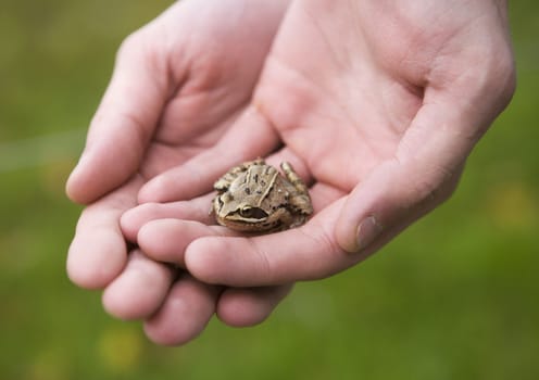 Frog trapped in human hands