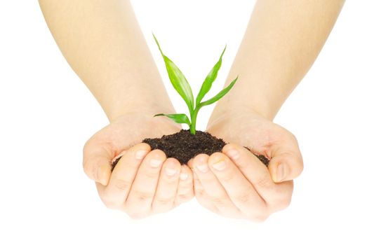 plant in female hands isolated on white background