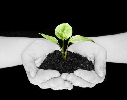 plant in hands isolated on black