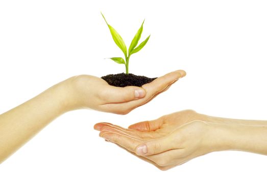 Hands holding sapling in soil  on white           