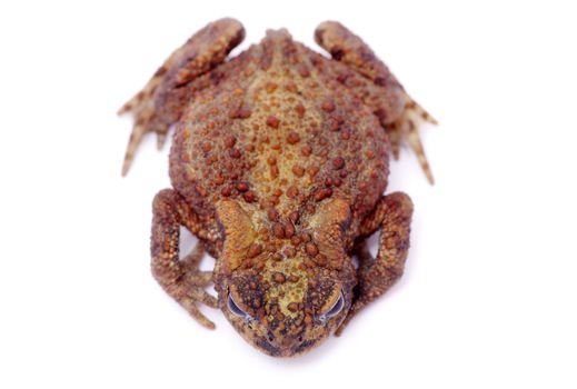 frog on a white background