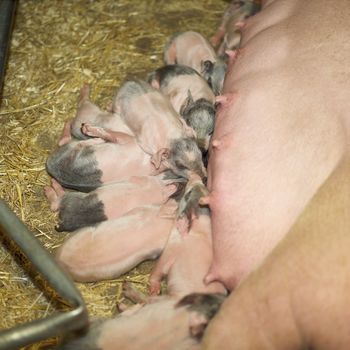 Group of piglets eating at the farm