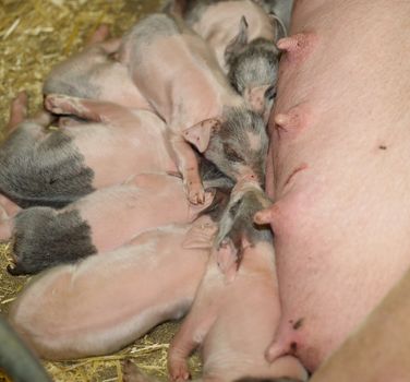 Group of piglets eating at the farm