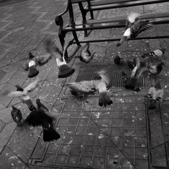 Flying Birds around a bench