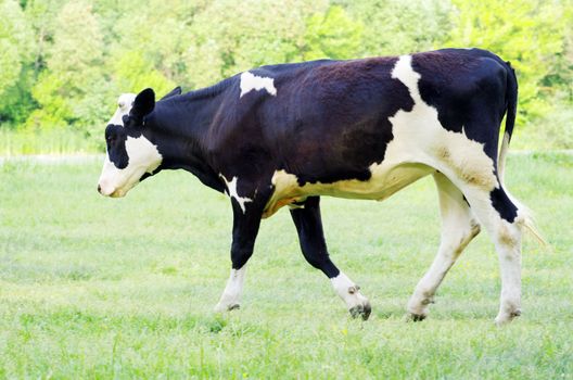 cows on a green meadow