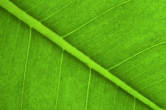 Texture of a green leaf as background