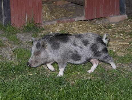 Wild Boar from a sideview