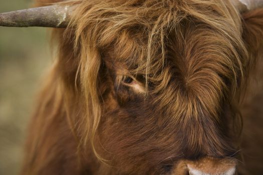 Close-up of a Highland cattle cow