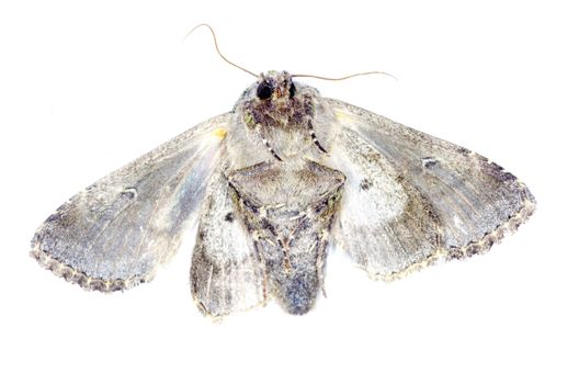 moth isolated on white background