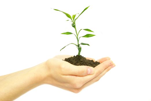 plant in female hands on white background           