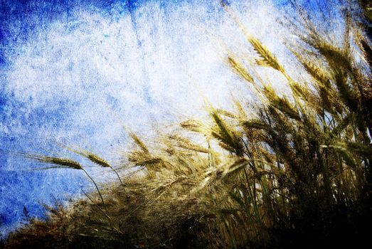 Grunge background with golden wheat in a farm field