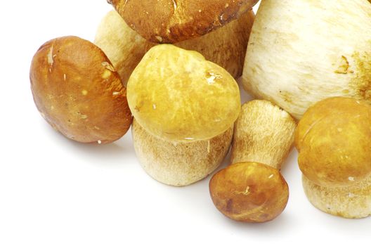 boletus edulis mushrooms on over white background