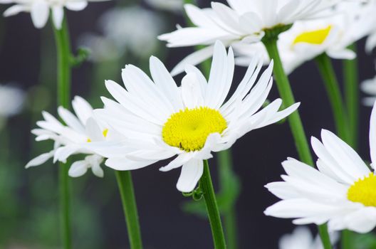 chamomile in a green grass