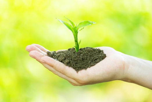 plant in the hand on  green background