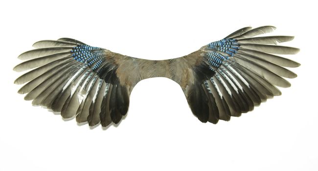 Pair of wings isolated on white