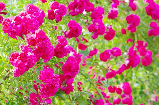 roses on a bush in a garden