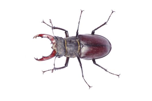 Stag beetle on the white background