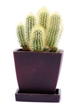 cactus isolated over white background