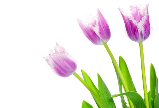 pink tulips on white background 