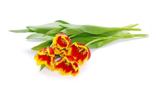bouquet of yellow tulips isolated on white