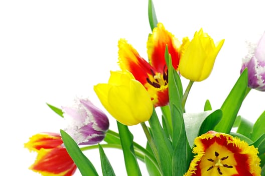 bouquet of the tulips on white background