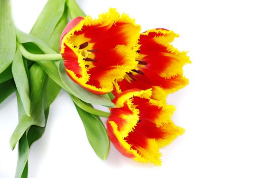 yellow tulip isolated on white