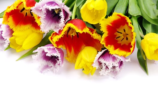 bouquet of the tulips on white background