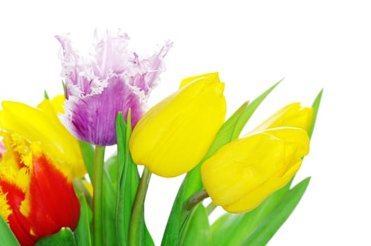 bouquet of the tulips on white background