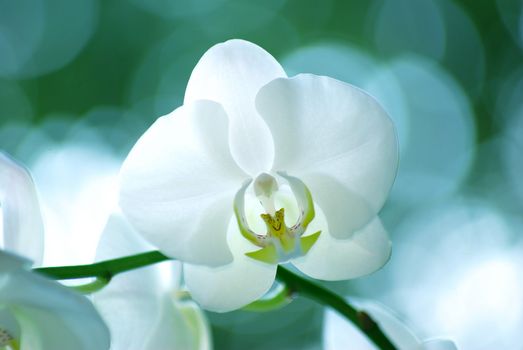 White orchid isolated on green background