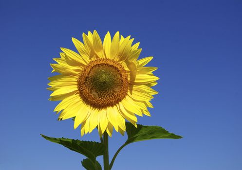 yellow sunflower and blue sky background