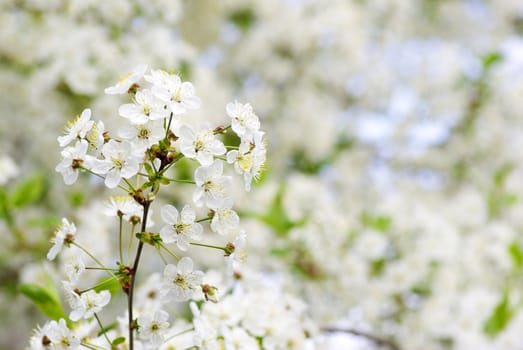  Close up of the cherry blossoms  