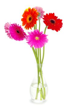 colorful  flowers gerberas on white background