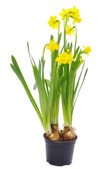 Yellow narcissus on a white background