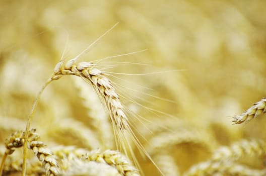 golden wheat field in summer
