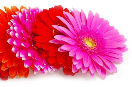  gerbera flower close up background