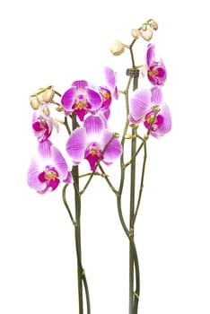 Pink orchid isolated on a white background