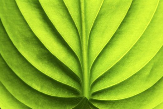 structure of leaf natural background