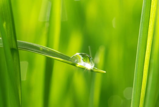 Dew drop on a blade of grass 
