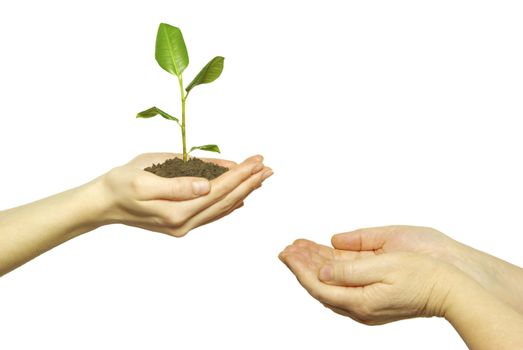  holding a plant between hands on white