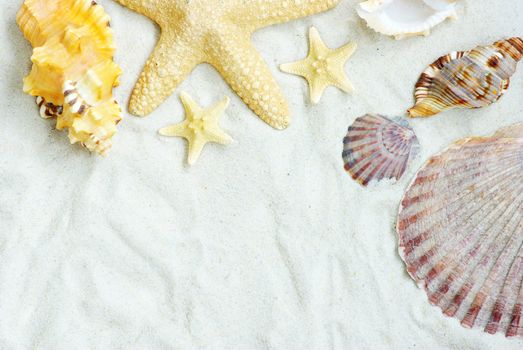 starfish and shells on the beach