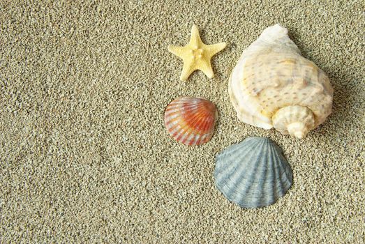 starfish and shells on the beach