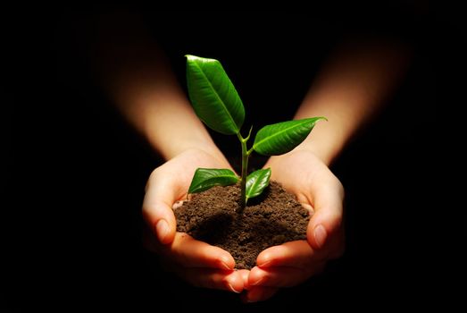Hands holdings a little green plant on a black background