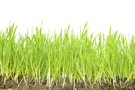 Green lawn isolated on white background