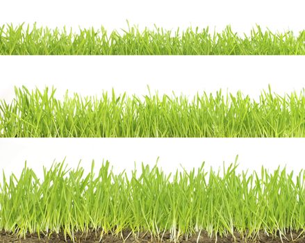 Green lawn isolated on white background