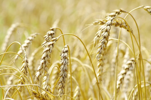 golden wheat field in summer
