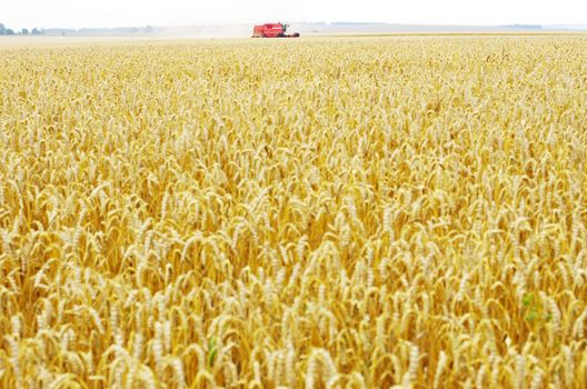 A wheat field being harvested