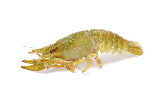 crawfish on a white background