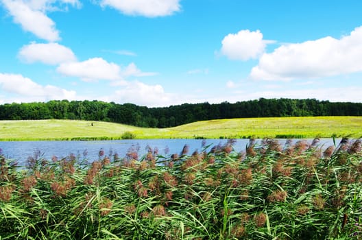 field on a background of the blue sky