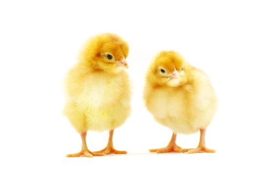 Cute little baby chicken isolated on white background