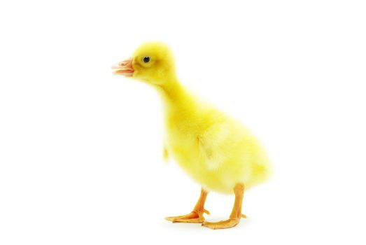 cute gosling isolated on a white
